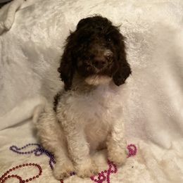 Goldendoodle Puppies from First Mountain Doodles