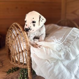 Male picking spot 3 - White and black male Dalmatian puppy in Hawkins, Texas from Snow Dalmatians