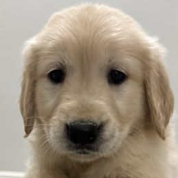Golden Retrievers from Sultan’s Goldens