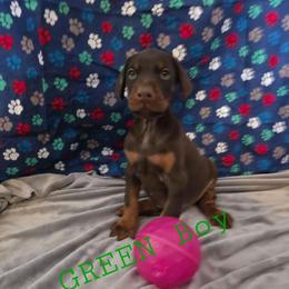 Green - Red and rust male Doberman Pinscher puppy in Knox, Indiana from Double River Dobermans