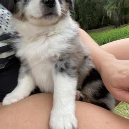 Miniature Australian Shepherd Puppies from Peace Creek Aussies