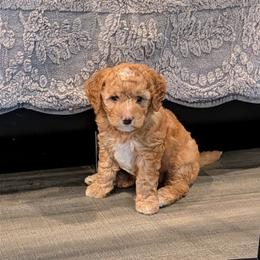 Goldendoodle - Apricot female Goldendoodle puppy in Grosse Ile Township, Michigan from Mini Island Doodles