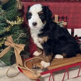 Boots - Tri-color male Bernedoodle puppy in Hillsboro, Oregon from Myt fine doodles