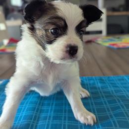 Boy 1 - White and sable male Papillon puppy in Joshua, Texas from Summertime Kennels