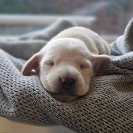 Light green collar - Cream male Dachshund puppy in Pasco, Washington from Loyal Lil Dachshunds