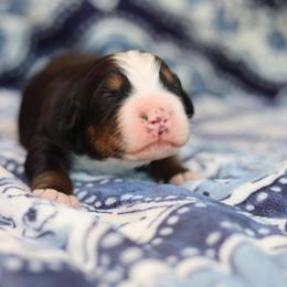 Asher - Tri-color male Bernese Mountain Dog puppy in Williamston, South Carolina from Dutton Dog Co & Dalla Grazia Doberman