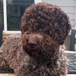 Moka - Lagotto Romagnolo