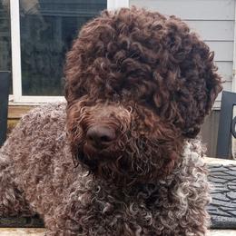 Moka - Lagotto Romagnolo