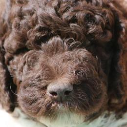 Labradoodles from Terra Swann