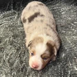 Annie - Blue merle female Miniature Australian Shepherd puppy in North Lakeport, California from Wild Rose Ranch