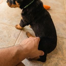 Blue girl - Black and tan female Rottweiler puppy in San Antonio, Texas from Angel Rottweilers