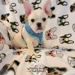 French Bulldog Puppies from Rippling Brook French Bulldogs