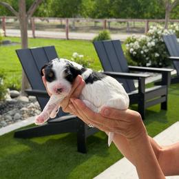 Colt - Tri-color male Bernedoodle puppy in Yuba City, California from Ranch House Doodles