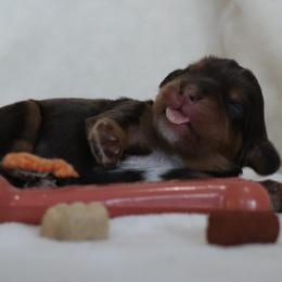 Dreamcatcher Orange - Chocolate male Cavalier King Charles Spaniel puppy in Gulfport, Mississippi from Gulf Coast Cavaliers