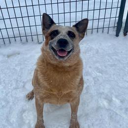 Rizzy - Australian Cattle Dog