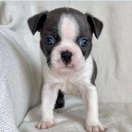 Flint - Blue male Boston Terrier puppy in West Jefferson, Ohio from Kline Kennels