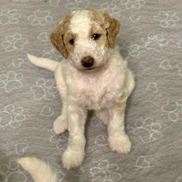 James - Parti male Goldendoodle puppy in Pasadena, Texas from Toledo Creek Doodles