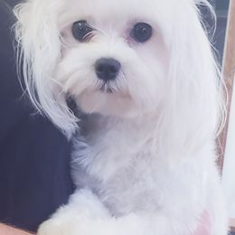 Scarlett - Maltese