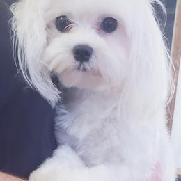 Scarlett - Maltese