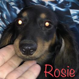 Rosie - Dachshund