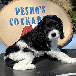 Shadow - Black and white male Cockapoo puppy in Miami, Florida from Peshos Cockapoos
