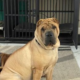 Ziva - Chinese Shar-Pei
