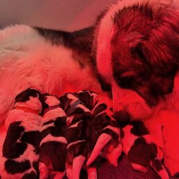 Pyrenean Mastiff puppies from Bella Dulce