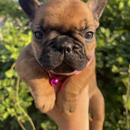 Athena Pink Girl - Fawn and white female French Bulldog puppy in Spanaway, Washington from Beloved Frenchies
