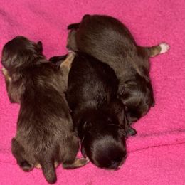 Ginger snap - Chocolate and tan female Pomeranian puppy in Kilgore, Texas from 5 Star Poms