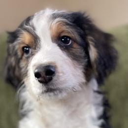 3 - Black tri-color female Aussiedoodle puppy in Tenino, Washington from Silvercreek Aussies and Aussiedoodles