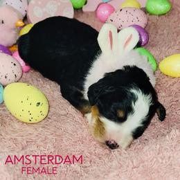 Amsterdam - Tri-color female Bernedoodle puppy in Beecher, Illinois from Erica’s Doodles