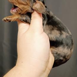 Juniper - Dapple female Dachshund puppy in Pasco, Washington from G & G Kennel