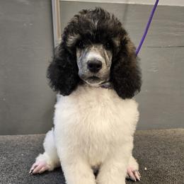 Blaze - Brindle male Poodle puppy in Patterson, California from Paterson Poodles