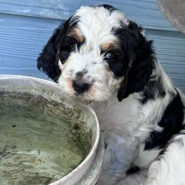 Boy 1 - Black white and tan male Springerdoodle puppy in Reddick, Florida from Cooper’s Mini Doodles