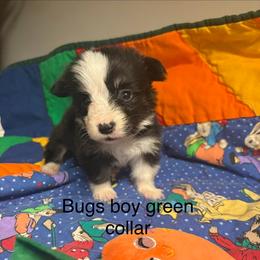 Bugs - White and black male Pembroke Welsh Corgi puppy in Granville, New York from Windy Mountain Kennels