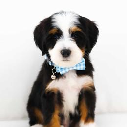 Knowledge - Black tri-color male Aussiedoodle puppy in Diamond Bar, California from Furrytaildoodles