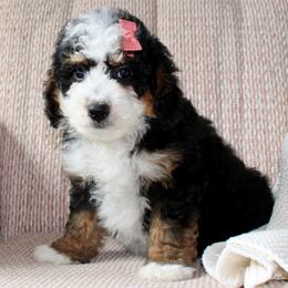 Macy- READY NOW - Tri-color female Bernedoodle puppy in Apple Creek, Ohio from Cuddle Paws