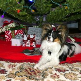 Papillon All Grown Up from Noble's Papillons