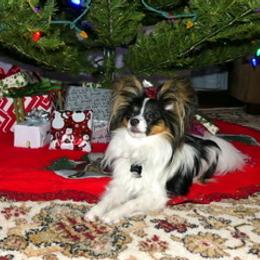 Papillon All Grown Up from Noble's Papillons