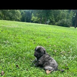 Anatolian Shepherd Dog Puppies from Swan Falls Farm