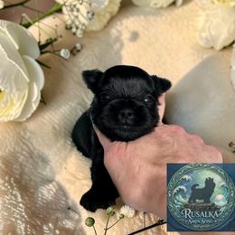 Triton - male Russian Salon Dog puppy in Kendallville, Indiana from Yorkies Kisses/Rusalka Siren Song