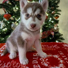 AKC Winter - Red and white female Siberian Husky puppy in Cedarville, Ohio from Evereve Kennels