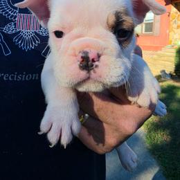 Neon Pink - White female Bulldog puppy in Walhalla, South Carolina from Lowery's English Bulldogs