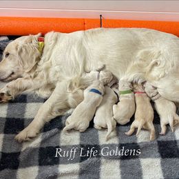 Golden Retriever Puppies from Ruff Life Goldens