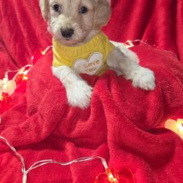 Woodstock - Cream male Aussiedoodle puppy in Cumberland, Rhode Island from W Doodle Crew