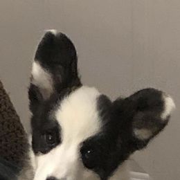 Cardigan Welsh Corgis from Beverly Mercer
