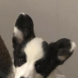 Cardigan Welsh Corgis from Beverly Mercer