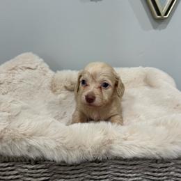 Chance - Cream male Dachshund puppy in Modesto, California from Raws Doxies