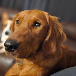 Golden Retrievers from Rise and Shine Goldens