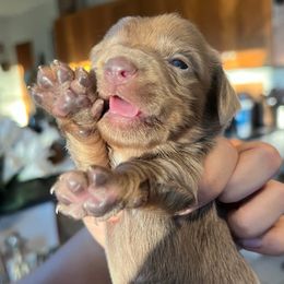 Lilac Isabella male -Sauerkraut - Fawn (Isabella) male Dachshund puppy in Lady Lake, Florida from Shotzie Doxie Co.
